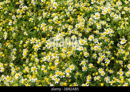 Blühendes Kamillenfeld Nahaufnahme. Sommer-Kräuterwiesen-Szene. Stockfoto
