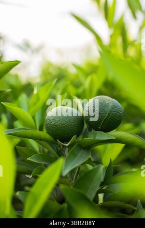 Zwei unreife grüne Zitrusfrüchte hängen an einem schlanken Zweig zwischen glänzenden Blättern in sonnigem Obstgarten. Frische Produkte, Ernte, botanisch, lebendig, Natur, orga Stockfoto