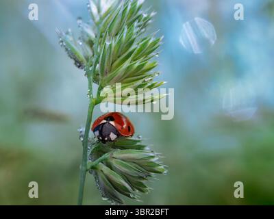 Eine Nahaufnahme eines Marienkäfers (Coccinellidae), der früh am Morgen auf einer taufrischen Grasklinge ruht. Wassertröpfchen und ein weicher Bokeh-Hintergrund sorgen für einen traumhaften Traum Stockfoto
