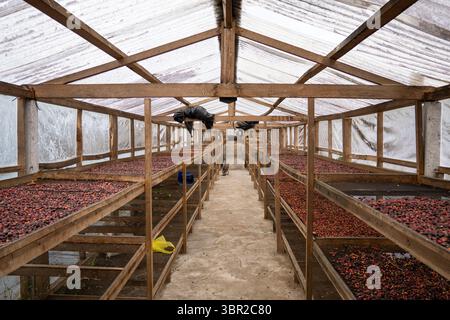 Rote Kaffeekirschen trocknen gleichmäßig auf gestapelten Regalen in einem Solarhaus, geschützt vor Regen und Schädlingen während der Ernte Stockfoto