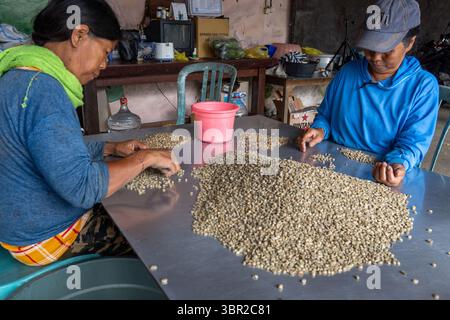KINTAMANI, 16. JAN 2023: Arbeiter untersuchen, rösten und bereiten getrocknete Kaffeebohnen in einem ländlichen indonesischen Verarbeitungsbetrieb mit manuellen Werkzeugen und Tabletts zu. Stockfoto