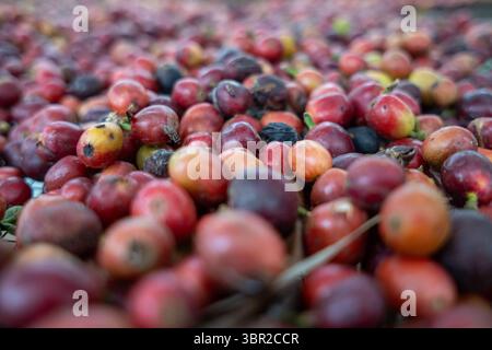 Eine Nahaufnahme der frisch geernteten roten Kaffeekirschen zeigt Reife und Vielfalt, bevor der Trocknungsprozess beginnt Stockfoto