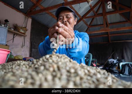 KINTAMANI, 16. JAN 2023: Arbeiter untersuchen, rösten und bereiten getrocknete Kaffeebohnen in einem ländlichen indonesischen Verarbeitungsbetrieb mit manuellen Werkzeugen und Tabletts zu. Stockfoto