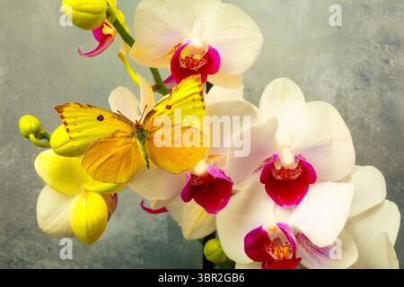 Gelber Schmetterling auf Weißen Orchideen Stillleben Stockfoto