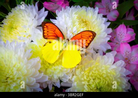 Gelb-Orangefarbener Schmetterling, Der Auf Weißen Müttern Ruht, Mit Rosa Alstromeria-Stillleben Stockfoto