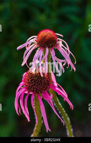 Pale Purple Coneflower (Echinacea pallida), Sheffield Botanical Gardens Stockfoto