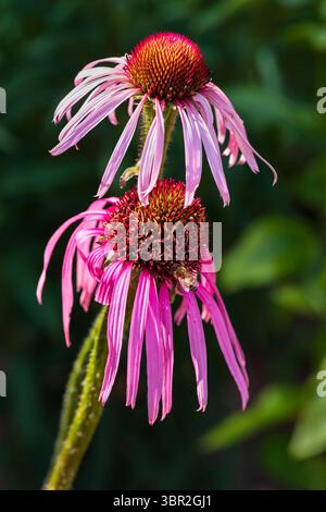 Pale Purple Coneflower (Echinacea pallida) und Honigbiene, Sheffield Botanical Gardens Stockfoto