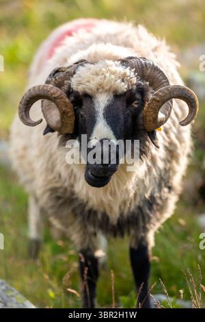 Schottenschaf mit Spiralhörnern. Hardy Rasse zeigt natürliches Verhalten in rauer Umgebung Stockfoto