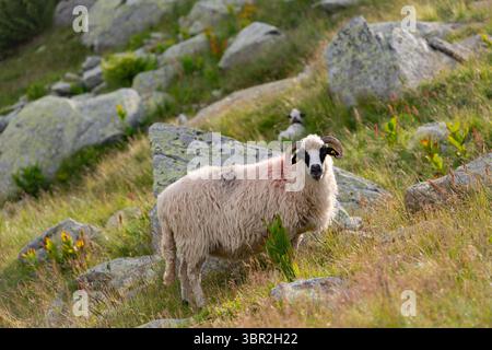 Markierte Schafe auf einem grasbewachsenen Ufer neben dem Alpensee mit Felsbrocken übersäten Ufer. Traditionelles landwirtschaftliches Tier in friedlicher Bergwelt. Stockfoto