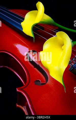 Zwei gelbe Calla-Lilien auf Violin-Stillleben Stockfoto
