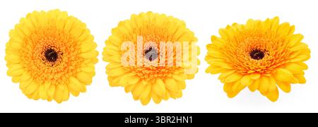 Gelbe Gerbera-Blume auf weißem Hintergrund, Set Stockfoto