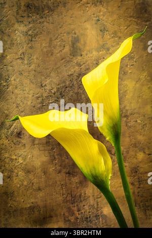 Zwei gelbe Calla Lilien Aaginst rustikales Stillleben im Hintergrund Stockfoto