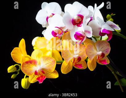 Zwei Äste von Orchideen, ein weißes und ein gelbes Stillleben vor schwarzem Hintergrund Stockfoto