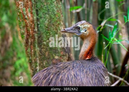 Casuarius johnsonii, gefährdeter flugunfähiger Vogel, weit nördlich von Queensland, Australien Stockfoto