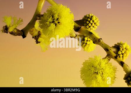 Blüten der Goldenen Wattle (Acacia pycnantha) am Stiel. Australische einheimische Pflanze Stockfoto