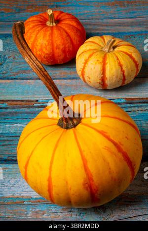Der wahre Herbst drei schöne Reife Kürbisse Stillleben Stockfoto