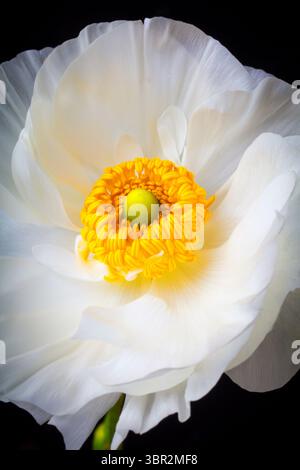 Nahaufnahme White Ranunkulus Stil Life Detail Stockfoto