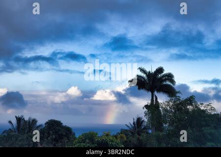 Tropische Palmenszene zur blauen Stunde in Wailuku. Stockfoto