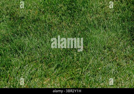 Frisch geschnittenes grünes Gras in natürlichem Licht Stockfoto