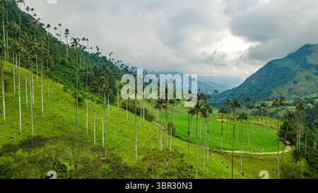 Atemberaubende Aussicht auf das Cocora Valley mit hohen Wachspalmen umgeben von üppigen grünen Hügeln und dramatischen Wolken. Stockfoto