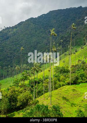 Atemberaubender Blick auf das Cocora-Tal in Quindio mit berühmten Wachspalmen auf einem grünen Hügel unter bewölktem Himmel. Stockfoto