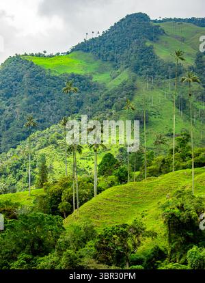 Atemberaubende Landschaft des Cocora Valley mit hohen Wachspalmen vor üppig grünen Hügeln in Quindio, Kolumbien. Stockfoto
