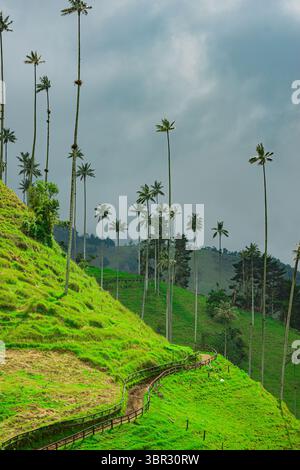 Atemberaubende Landschaft des Cocora Valley mit hohen Wachspalmen vor üppig grünen Hügeln unter bewölktem Himmel. Ideal für Natur- und Reisethemen. Stockfoto