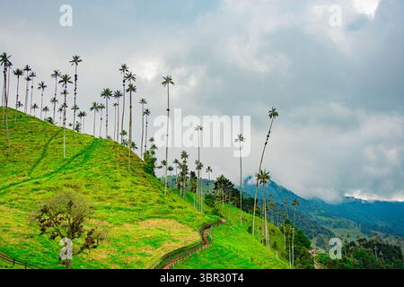 Atemberaubende Aussicht auf die majestätischen Wachspalmen im Cocora Valley, Quindio, umgeben von üppigen grünen Hügeln und dramatischen Wolken. Stockfoto