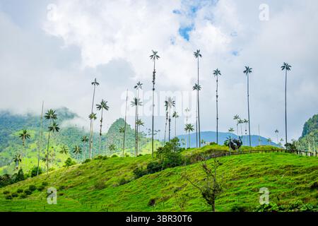 Atemberaubende Aussicht auf die berühmten Wachspalmen im Cocora Valley, Quindio, mit üppigen grünen Hügeln und dramatischem Himmel. Stockfoto