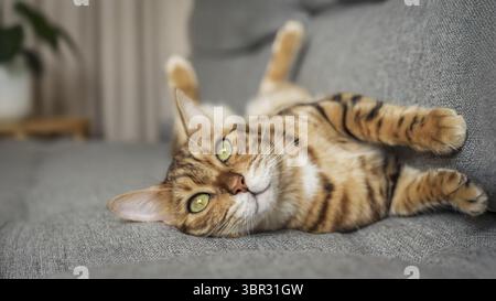 Niedliche Bengalkatze schläft auf grauem Sofa, niedliche Tabbykatze liegt im Wohnzimmer Stockfoto