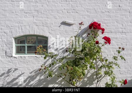 Eine weiße Backsteinmauer mit einem kleinen Fenster und roten Rosen, die die Mauer hinaufragen, Nordseeinsel Foehr, Nordfriesland, Schleswig-Holstein, Deutschland Stockfoto