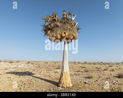 Köcherbaum (Aloidendron dichotomum) mit einem riesigen Nest geselliger Weber (Philetairus socius). Flachwinkelansicht aus der Luft. Drohnenaufnahme. Gondwana Canyon Park Stockfoto