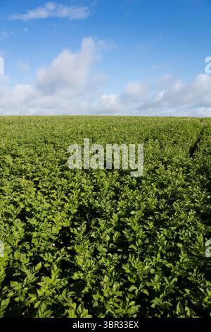 Flaches landwirtschaftliches Feld mit grünen Blattpflanzen, die in ordentlichen Reihen unter bewölktem Himmel wachsen Stockfoto