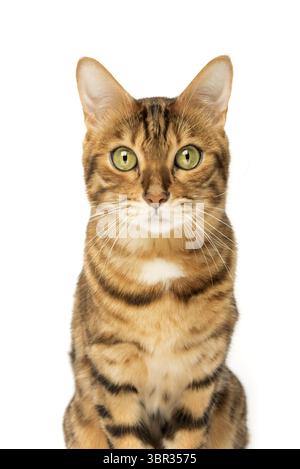 Studio-Aufnahmen von bengalischen Katzen, weißer Hintergrund, Porträt Stockfoto