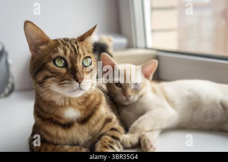 Die bengalische Katze und das burmesische Kätzchen liegen zusammen. Zwei Katzen ruhen nebeneinander am Fenster Stockfoto