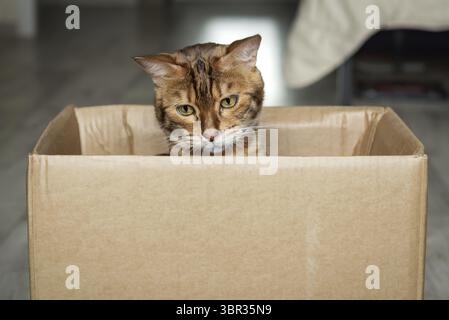 Eine süße rote Katze sitzt in einem Karton im Wohnzimmer. Die Katze spielt in einer Kiste Stockfoto