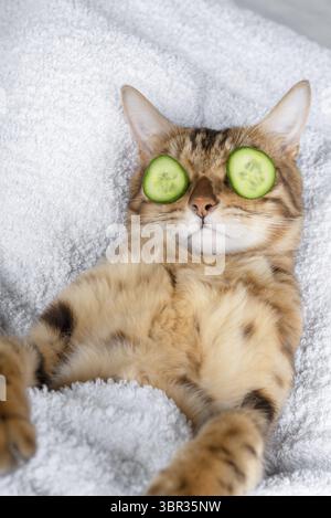 Lustige Katze entspannen im Spa. Katze mit einem Stück Gurke vor ihren Augen Stockfoto