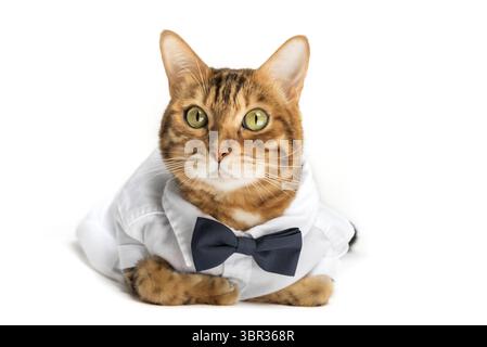 Die Katze in einem Hemd und einer Fliege auf weißem Hintergrund ist isoliert Stockfoto