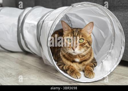Bengalische Katze in einem Katzentunnel. Katze und Zubehör für die Freizeit der Katze Stockfoto