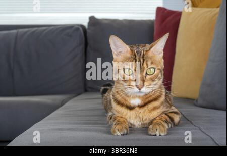 Entzückende bengalkatze sitzt auf dem Sofa im Wohnzimmer Stockfoto