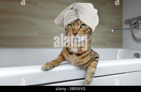 Die bengalische Katze wäscht sich im Badezimmer. Spa-Katze. Pflege und Waschen des Haustiers Stockfoto