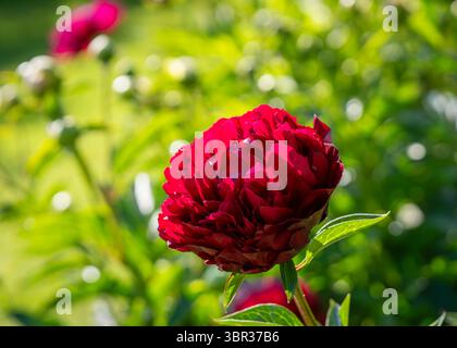 Paeonia Alte Gläubige im Garten. Nahaufnahme Pfingstrose "Old Faithful". Doppelte rote Pfingstrosenblüte. Paeonia lactiflora (Chinesische Pfingstrose oder gewöhnliche Gartenpfingstrose). Stockfoto