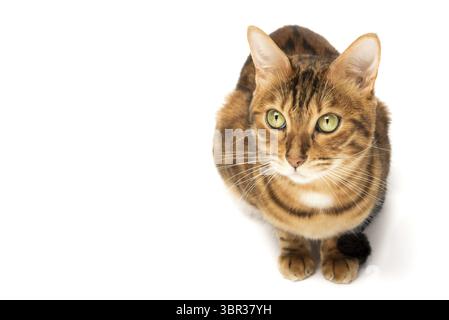 Bengalische Katze, die in vollem Wachstum auf weißem Hintergrund sitzt. Studio-Aufnahme Stockfoto