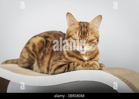 Entzückende bengalische Katze sitzt auf Kratzbaum vor modernem Hintergrund, Minimalismus, neutrale Farben Stockfoto
