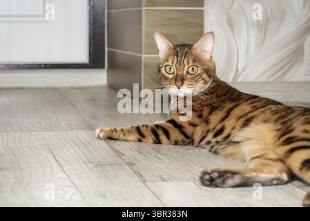 Bengalische Katze auf dem Boden im Flur. Katze in der Wohnung Stockfoto