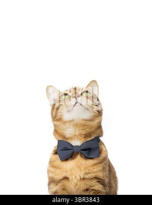 Die niedliche, elegante rote Katze sitzt in einer Fliege auf weißem Hintergrund. Kopierbereich Stockfoto