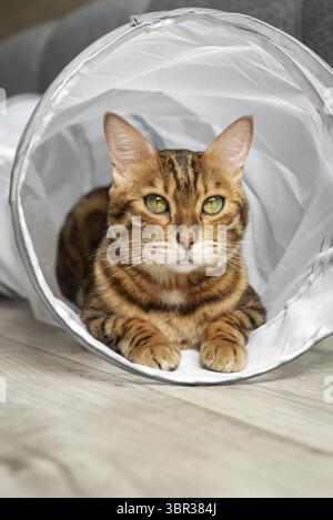 Bengalische Katze in einem Katzentunnel. Katze und Zubehör für die Freizeit der Katze Stockfoto