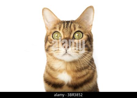 Nahporträt einer ernsten Katze. Maul einer niedlichen bengalischen Katze. Maul einer braunen Hauskatze auf weißem Hintergrund Stockfoto