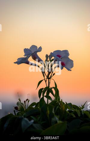 Pandorea jasminoides bei Sonnenuntergang Stockfoto