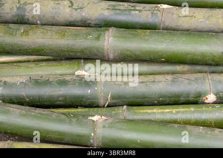 Nahaufnahme mit frischer grüner Bambusstruktur, die einen natürlichen Hintergrund aus zusammengestapelten Bambusstangen zeigt. Ideal für umweltfreundliche Designs und asiatische Stockfoto